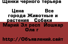 Щенки черного терьера › Цена ­ 35 000 - Все города Животные и растения » Собаки   . Марий Эл респ.,Йошкар-Ола г.